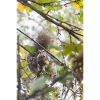 The Squirrel's Invitation