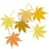 Maple leaf
