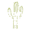 Cactus Garden Cactus