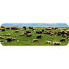 Flock of sheep grazing
