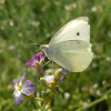 White butterfly on pink flower