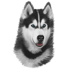 Husky Painted