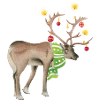 Reindeer