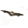 Pond bat