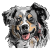 Australian Shepherd
