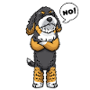 Bernedoodle dog stubborn