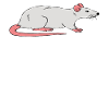 Rat Therapy