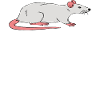 Introverti parlant des rats