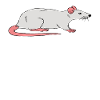 Désolé d’avoir vu un rat