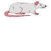 Jours avec mon rat