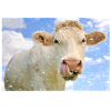 Die Kuh Bettsy sieht dich