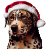 Catahoula Leopard Dog Christmas