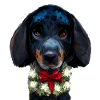 Bluetick Coonhound Noël