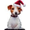 Jack Russell Noël