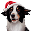 Border Collie Noël