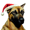 Malinois Weihnachten - Malinois