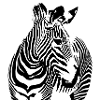 Zebra 2