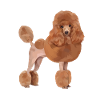 Chien caniche standard
