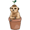 Semis de suricate
