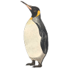 Emperor Penguin Penguin