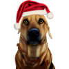 Black Mouth Cur Noël