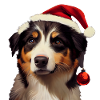 Noël du berger australien
