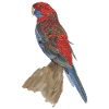 red blue parrot pennant parakeet