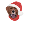 Labrador Merry Christmas