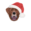 Joyeux Noël Labrador