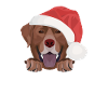 Joyeux Noël Labrador