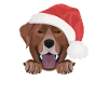 Joyeux Noël Labrador