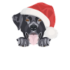 Joyeux Noël Labrador