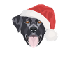 Joyeux Noël Labrador
