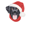 Joyeux Noël Labrador