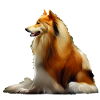 Rough Collie Christmas
