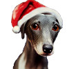 Italian Greyhound Christmas