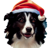 Border Collie Noël