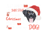 Joyeux Noël Labrador