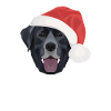 Joyeux Noël Labrador