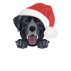 Joyeux Noël Labrador