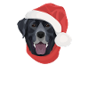 Joyeux Noël Labrador