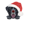 Joyeux Noël Labrador