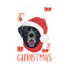 Joyeux Noël Labrador