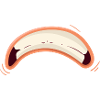 Cartoon Mouth