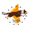 red Australian Shepherd