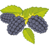 Blackberry