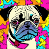 Pug puppy