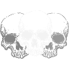 Skulls