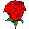 Red Rose