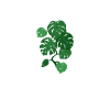 Monstera Mama